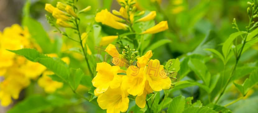 Ý nghĩa hoa huỳnh liên làm sạch không khí;