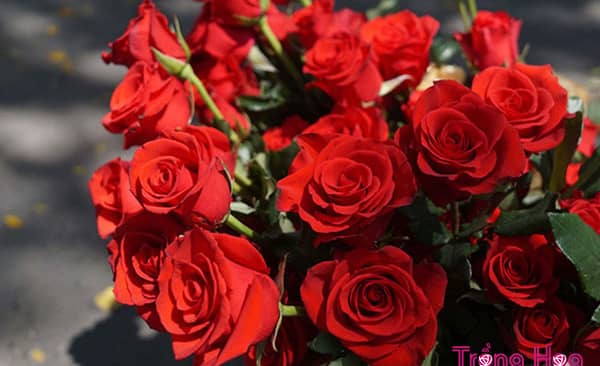 Cách cắm hoa Hồng trên bàn thờ và những điều cần lưu ý