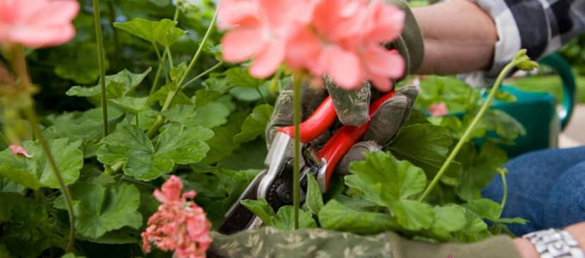 Bí kíp cắt tỉa hoa phong lữ thảo