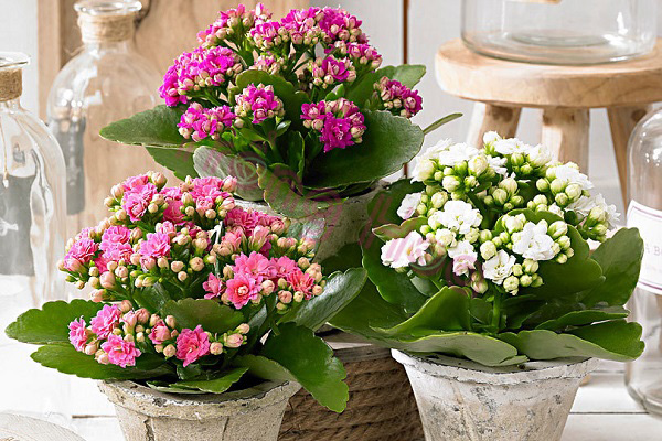 Top 5 chậu hoa ngày Tết đẹp rực rỡ mang lộc lá đầy nhà - Trồng Hoa