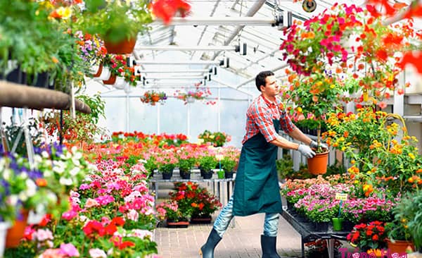 Tiết lộ 1 bí kíp đột phá để điều khiển hoa nở đúng Tết