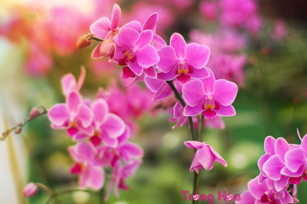 Tiết lộ bí quyết chọn 9 loại hoa ngày Tết tuyệt đẹp, tươi lâu