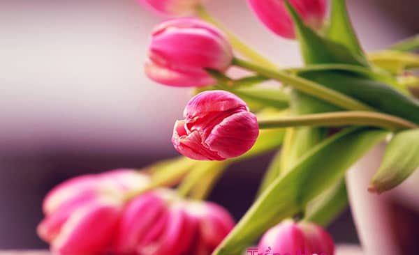 Tiết lộ bí quyết chọn 9 loại hoa ngày Tết tuyệt đẹp, tươi lâu