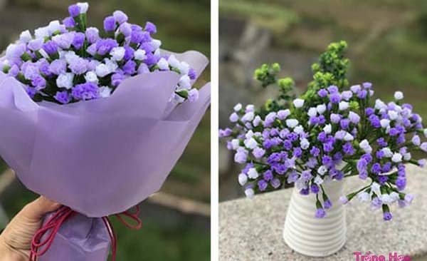 Tặng hoa Salem tím đẹp lãng mạn cho ngày kỉ niệm đôi lứa