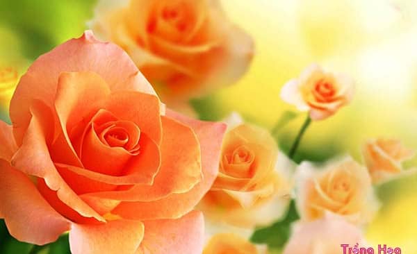 Loại hoa nào tượng trưng cho tình bạn vĩnh cửu, bền chặt?