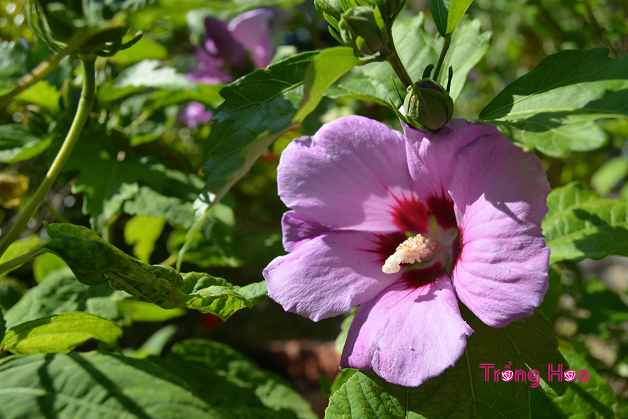 Bụp hồng cận (Hoa hồng Sharon) - Hibiscus syriacus