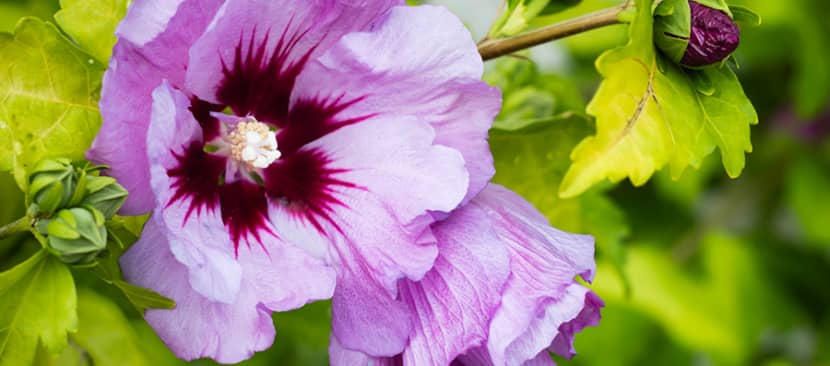 Bụp hồng cận (Hoa hồng Sharon) - Hibiscus syriacus