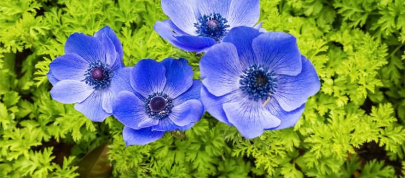 Đặc điểm hoa hải quỳ Anemone coronaria