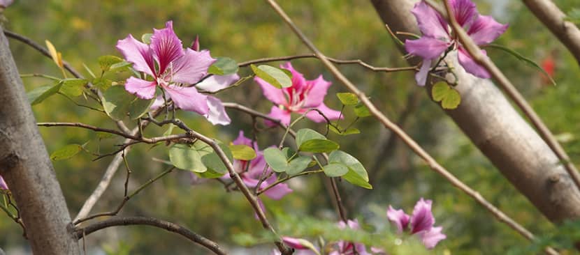 Ý nghĩa hoa ban biểu tượng của sự chân thành;