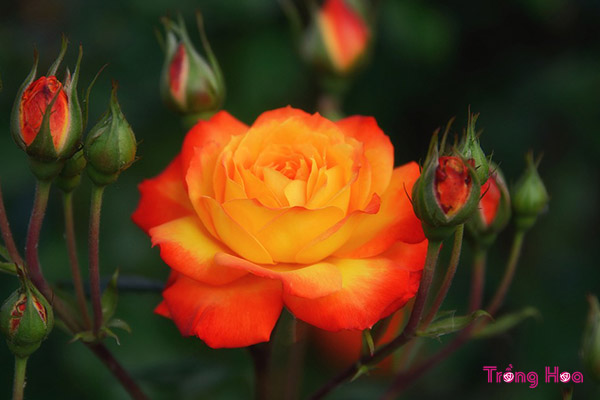 Tặng Hoa hồng cam ẩn giấu một tình yêu ban sơ trong sáng