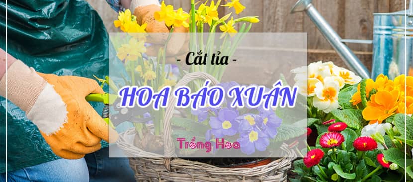 Phương pháp cắt tỉa hoa báo xuân đón Tết về