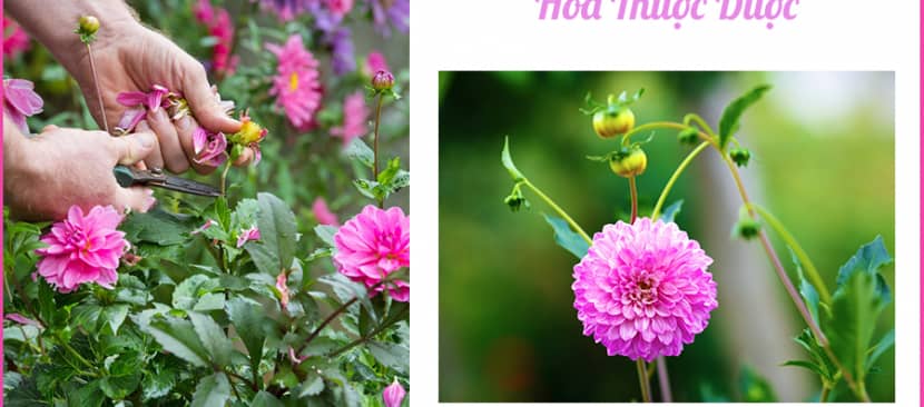 Làm thế nào để cắt tỉa hoa thược dược