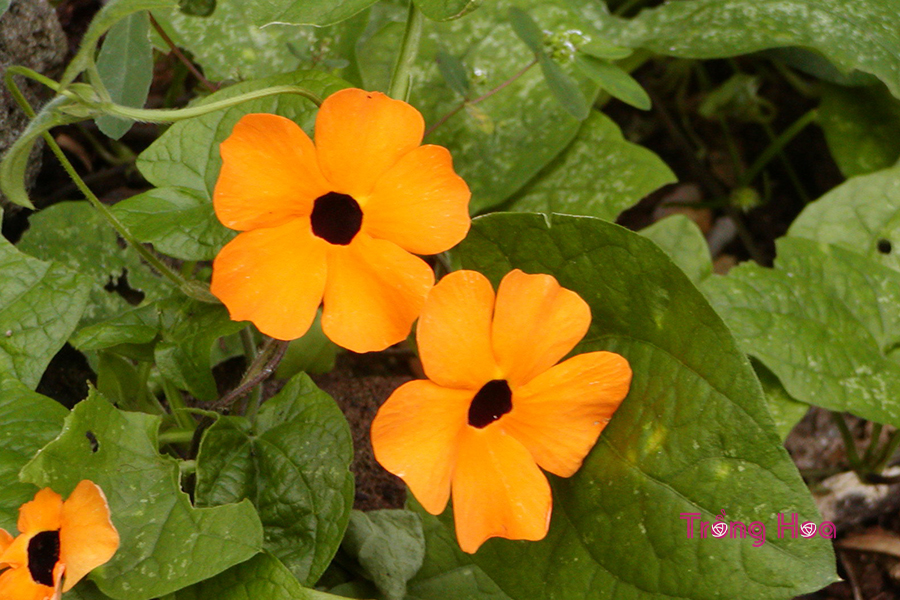 cây hoa leo, cây hoa leo mắt huyền, chăm sóc hoa mắt huyền, hướng dẫn trồng mắt huyền, trồng hoa mắt huyền, Trong hoa mat huyen 4