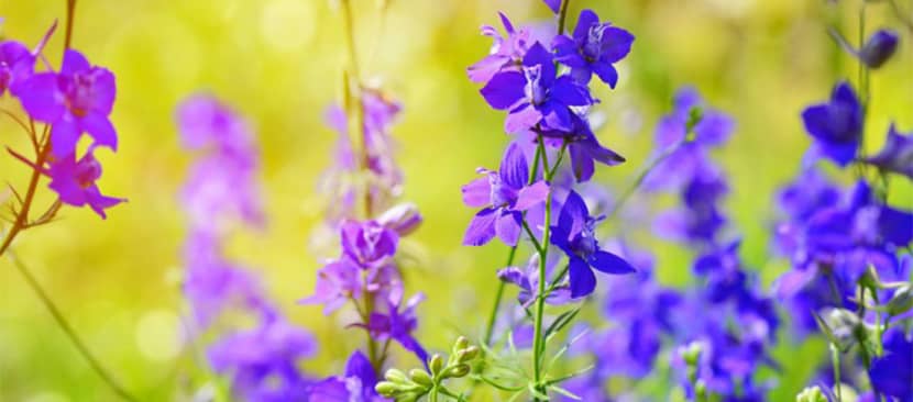 Tìm hiểu đặc điểm về hoa violet