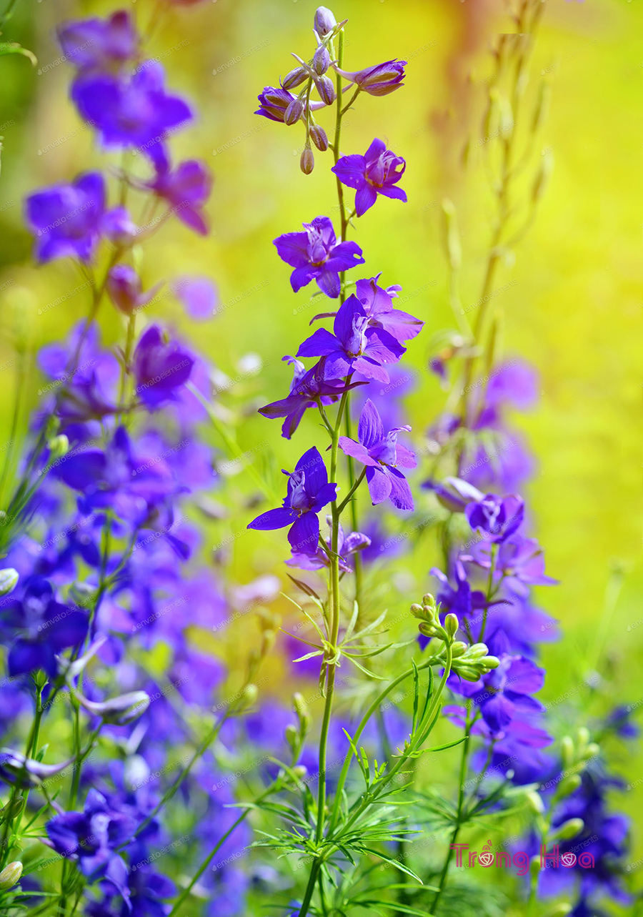 Tìm hiểu đặc điểm về hoa violet