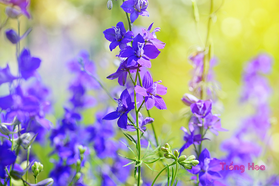 Tìm hiểu đặc điểm về hoa violet
