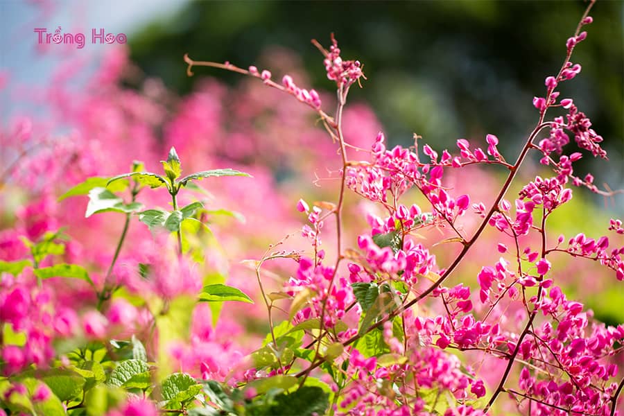 Sự tích về hoa tigon