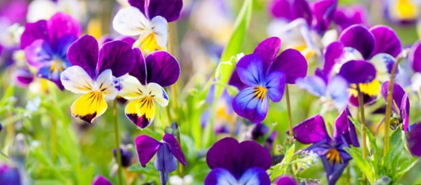 Truyện ngắn hoa pansy