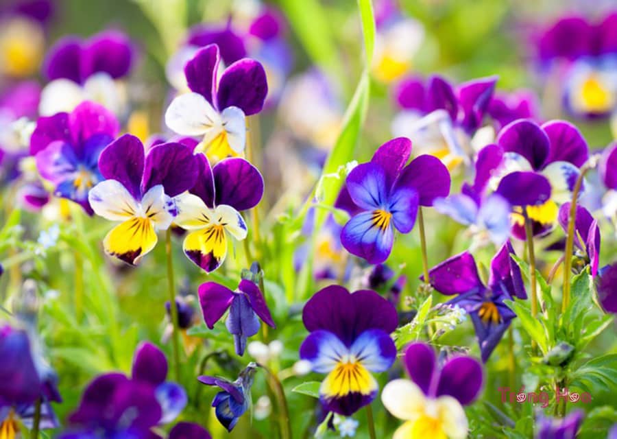 Truyện ngắn hoa pansy