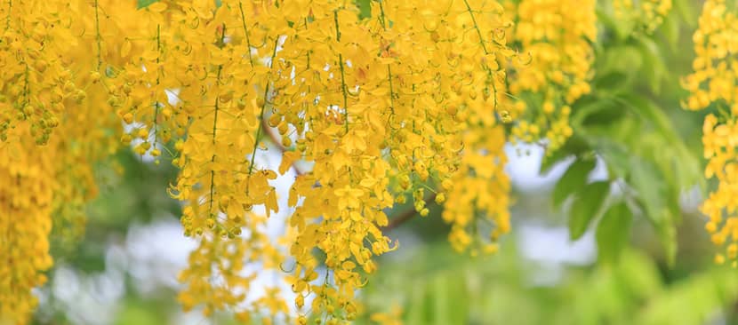 Hoa muồng hoàng yến - Cassia fistula