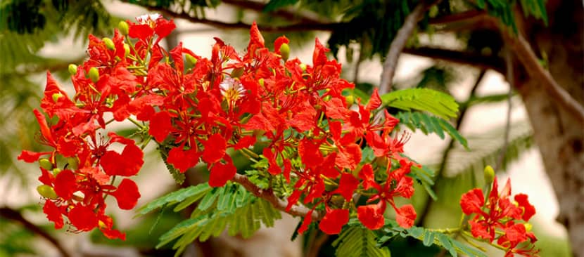 Hoa phượng vĩ - Delonix regia