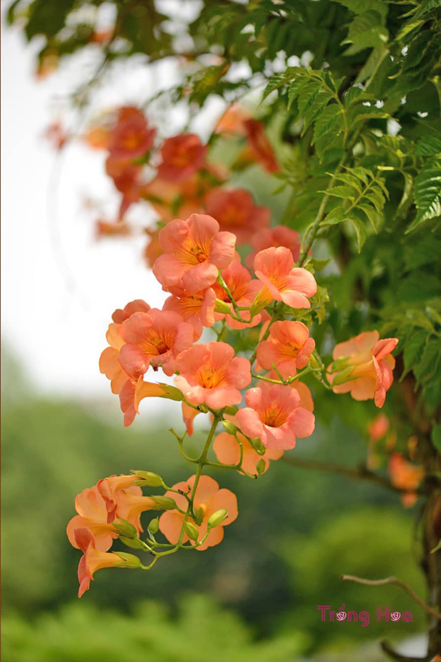 Cắt tỉa hoa đăng tiêu
