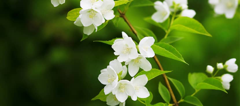 Sự tích về hoa nhài