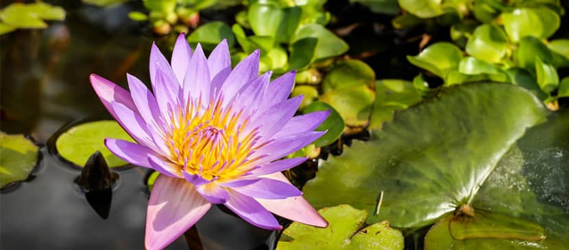 Tìm hiểu về hoa súng Water Lily