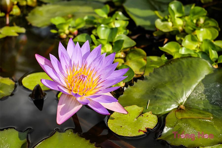 Tìm hiểu về hoa súng Water Lily