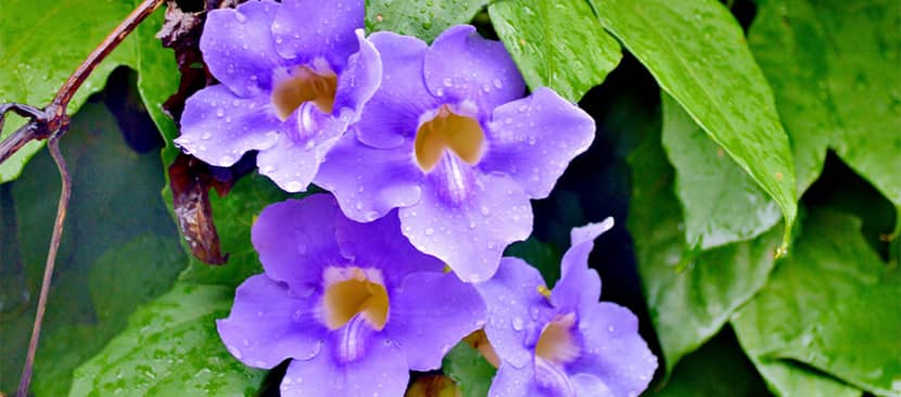Tìm hiểu về cây hoa cát đằng