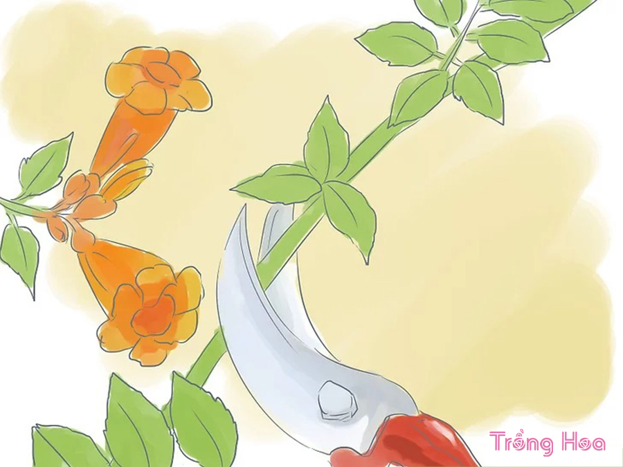 cách cắt tỉa cây hoa đăng tiêu