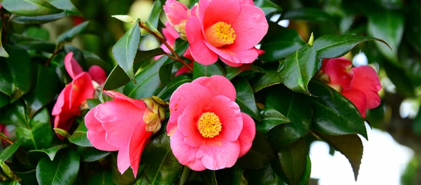 Sự tích hoa hải đường