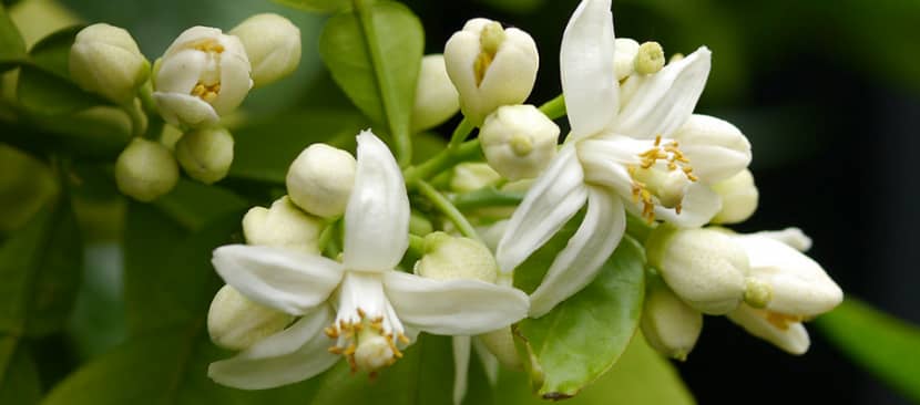 Những bài thơ hay về hoa bưởi