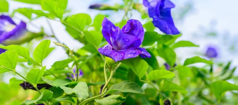 Ý nghĩa của hoa đậu biếc