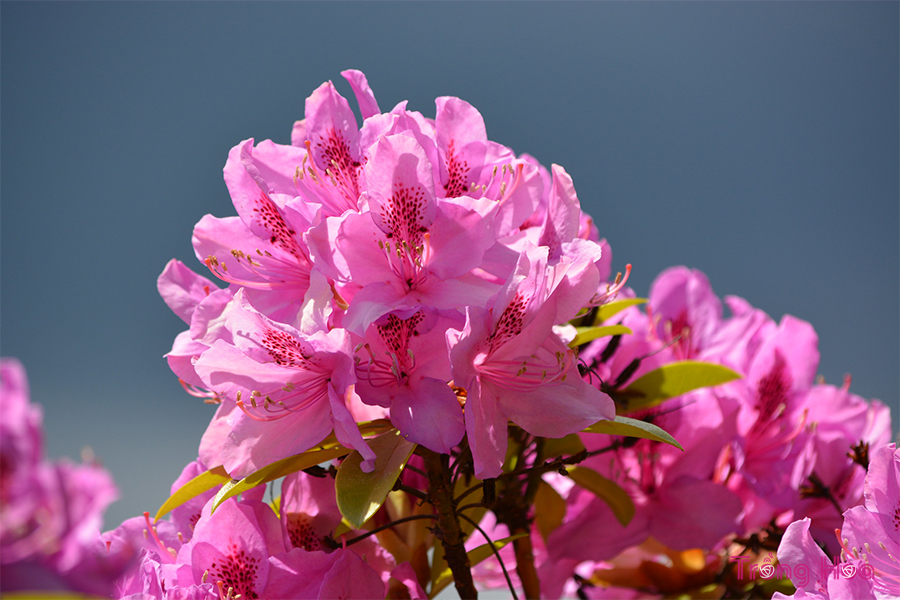 Tìm hiểu nguồn gốc và đặc điểm cây hoa đỗ quyên
