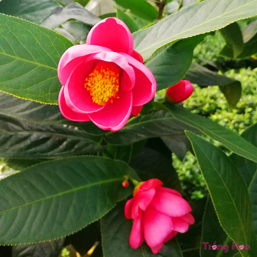 Hoa hải đường - Camellia amplexicaulis