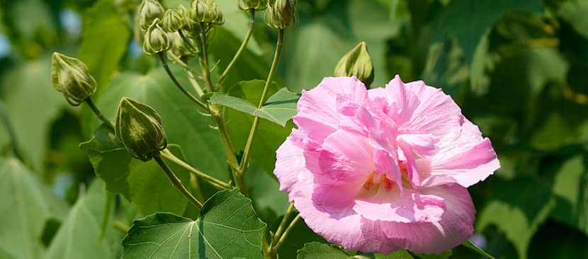 Truyền thuyết hoa phù dung