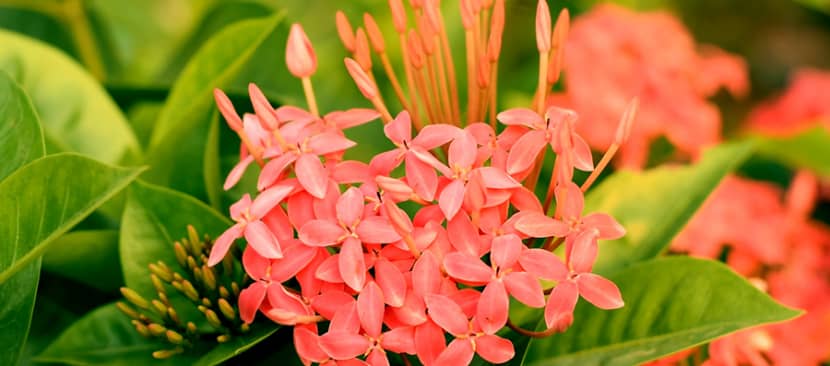 Hoa trang đỏ - hoa mẫu đơn ta