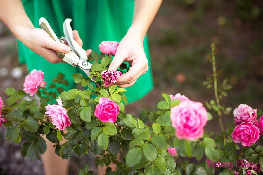 Nguyên tắc trồng hoa hồng giúp hoa nở nhiều