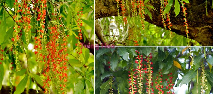 Sự tích hoa lộc vừng
