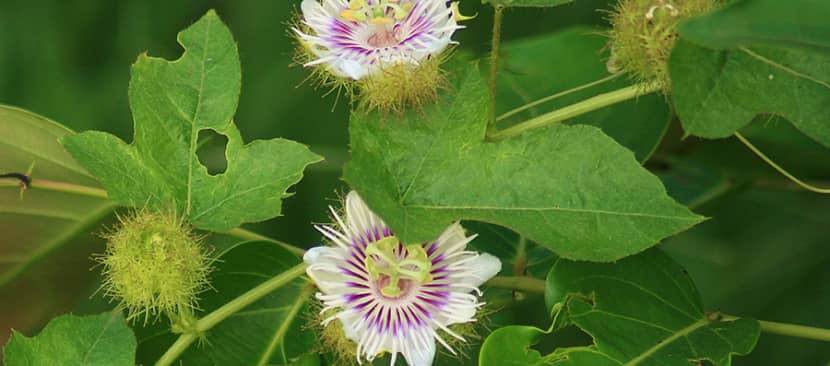 Hoa lạc tiên (Passion Flower)