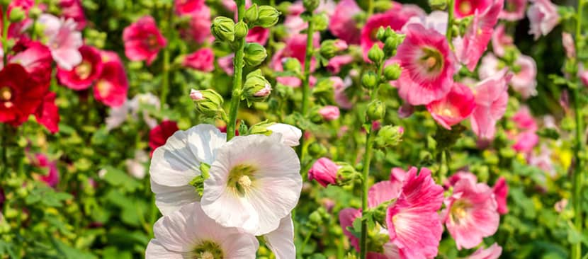 Hoa mãn đình hồng (Hollyhock)
