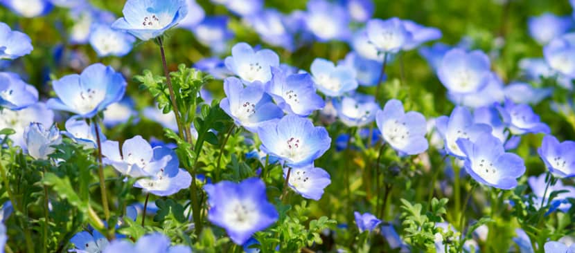Hoa mắt xanh Nemophila