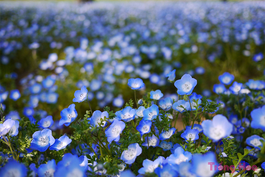 Hoa mắt xanh Nemophila