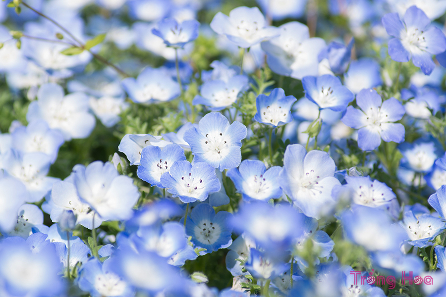 Cách trồng hoa mắt xanh từ hạt