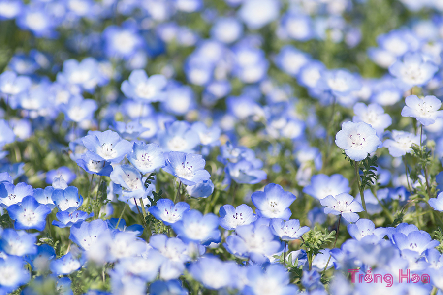 Cách trồng hoa mắt xanh từ hạt