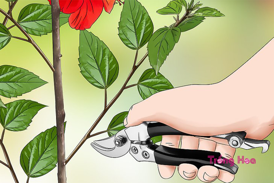 Cách cắt tỉa hoa dâm bụt