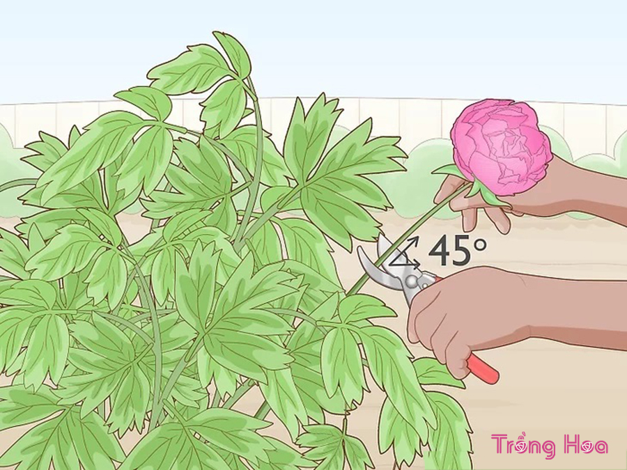 Cách cắt tỉa cây hoa mẫu đơn