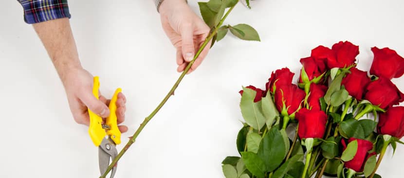 cách giữ hoa hồng tươi lâu ngày lễ tình nhân