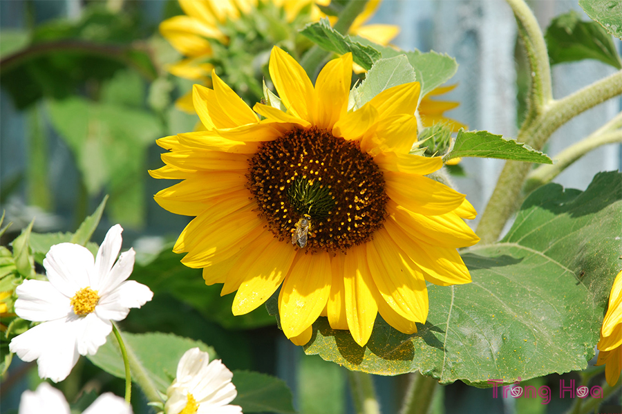 Tổng quan về hoa hướng dương Sunflower